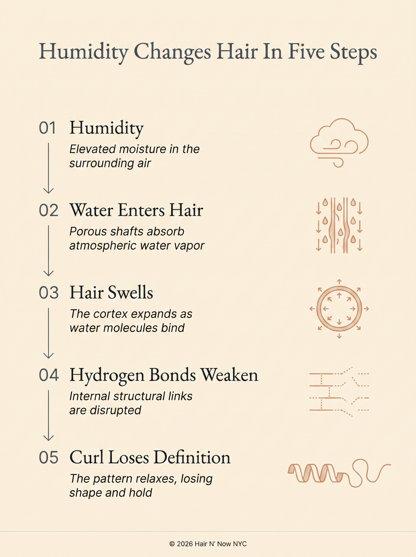 Humidity Changes Hair In Five Steps infographic showing moisture absorption, swelling, weakened hydrogen bonds, and lost curl definition.